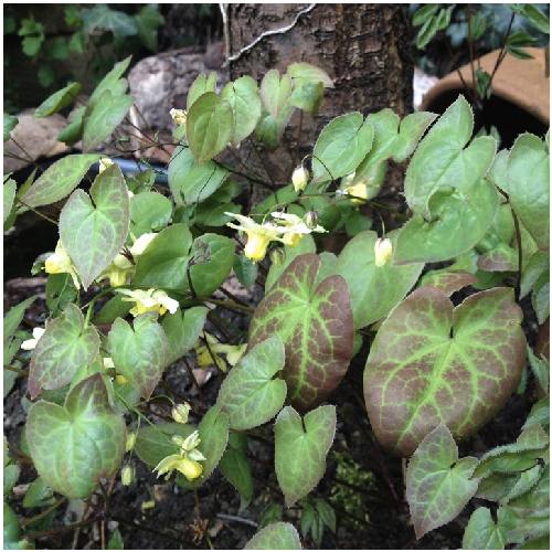 Horny Goat Weed - Elfenblumenkraut - Epimedium